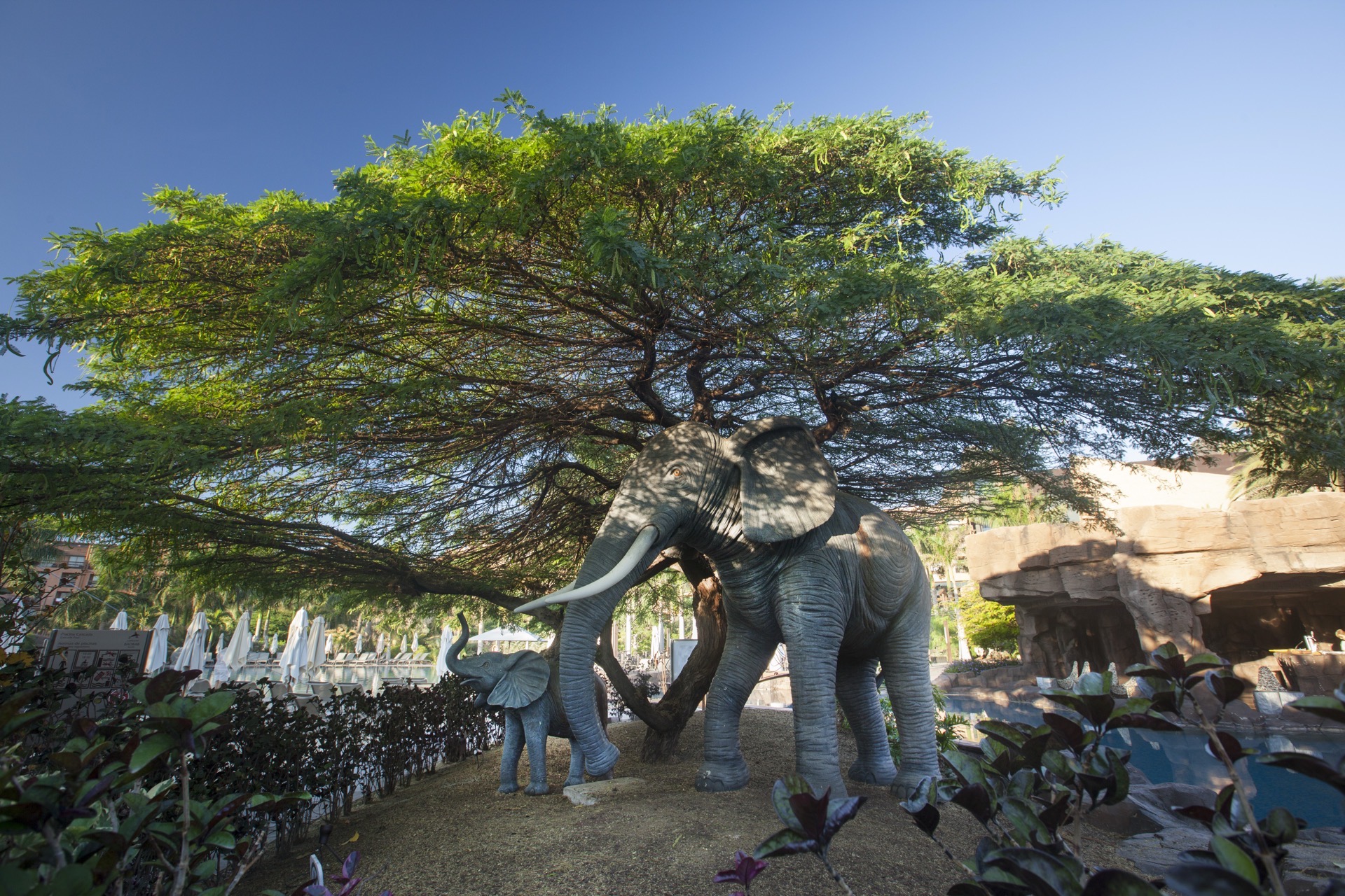lopesan baobab meloneras